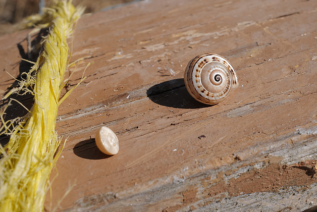 Caracolinhos, Snails Caracolinhos, Snails