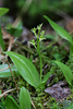 Liparis loeselii (Loesel's Twayblade orchid)