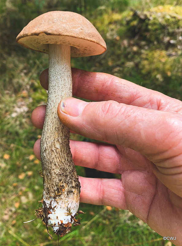 Bolete