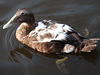 Ente mit Migrationshintergrund