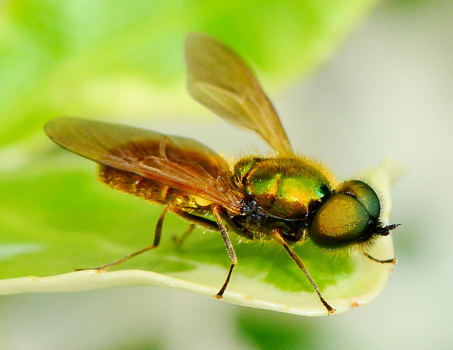 Soldier Fly. Chloromyia formosa