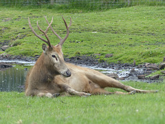 Knowsley Safari Park (6) - 14 July 2015