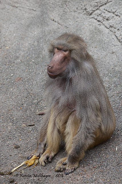 Frau Mantelpavian (Hagenbeck)