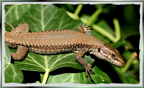 Mauereidechse (Podarcis muralis) ©UdoSm