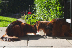 Sunday lunch - for Happy Caturday