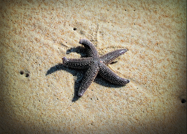 Starfish