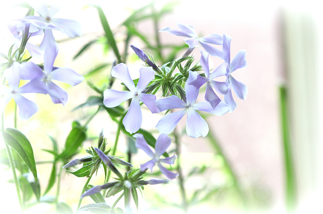 Phlox en High Key