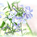 Phlox en High Key