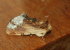 DSC 0358a (2)