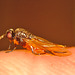 Wasp IMG_1380