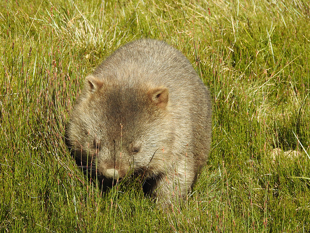 Wombat