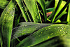 Drops