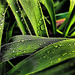 Drops