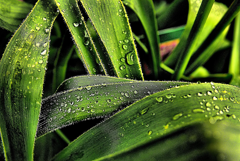 Drops