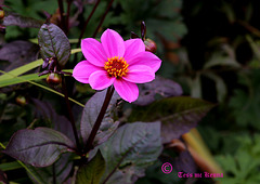 Mexican Cosmos (Cosmos bipinnatus) 060 copy