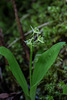 Liparis loeselii (Loesel's Twayblade orchid)