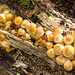 Fungi, Eastham Woods44