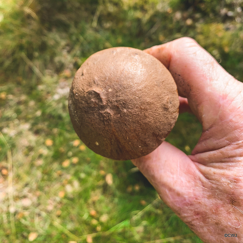 Bolete