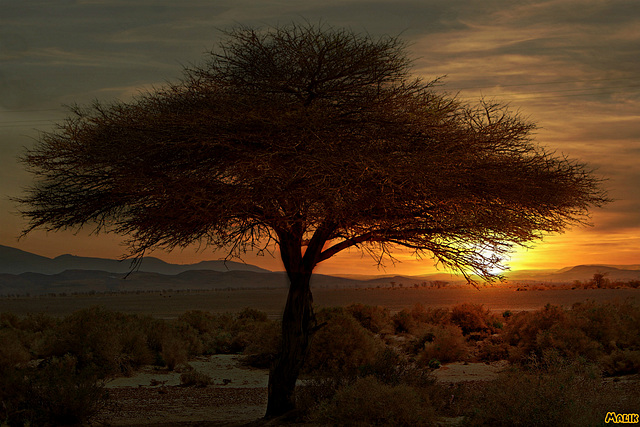 Acacia au couchant.