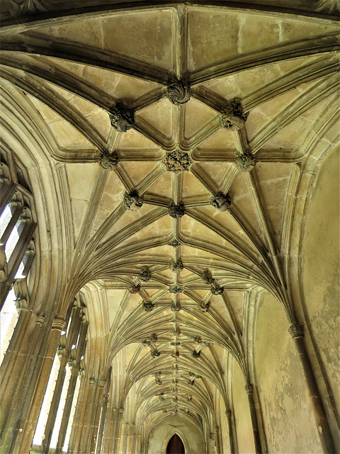 lacock abbey, wilts (147) c15 cloister vaulting