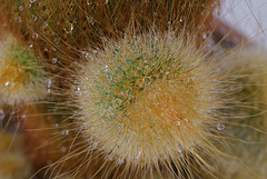 Notocactus leninghausii, Raindrops