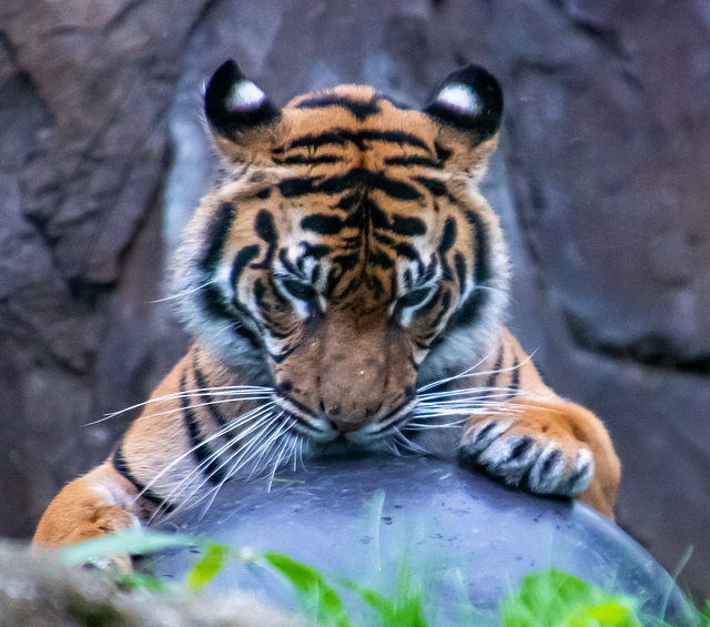 Tigeress playing with a ball