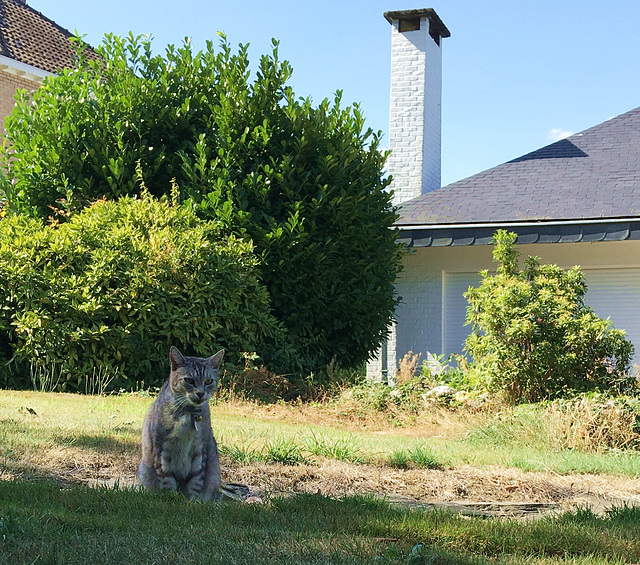 Babou dans le jardin