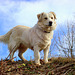 Memories of Archie still don't fade