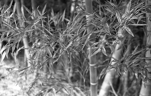 Bamboo_12