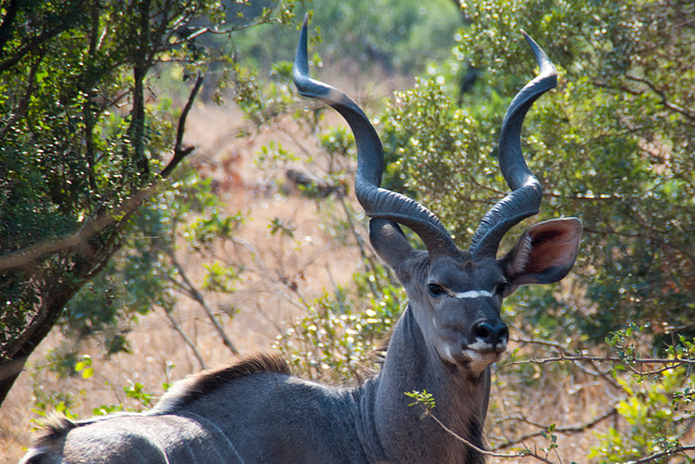 South Africa Zulu Nyala IGP1560