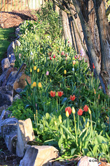 April Tulips