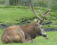 Knowsley Safari Park (7) - 14 July 2015