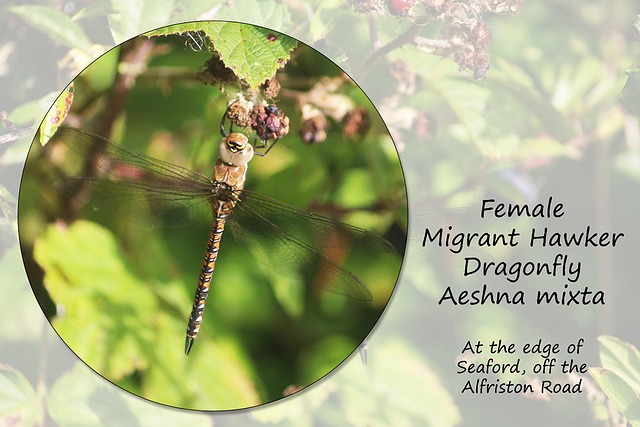 Female Migrant Hawker Dragonfly - Seaford - 11.9.2015