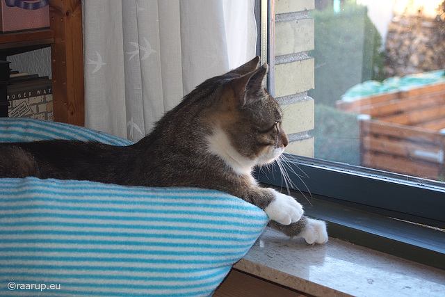 Bastian by the window