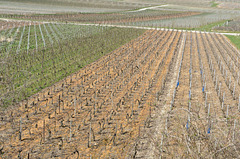 Vignes champenoises