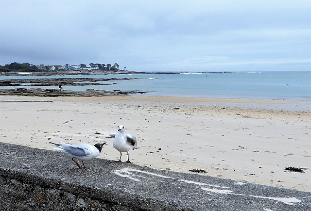 combat de mouettes