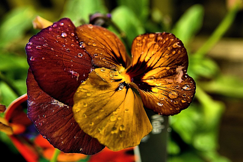 Drops