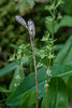 Liparis loeselii (Loesel's Twayblade orchid)