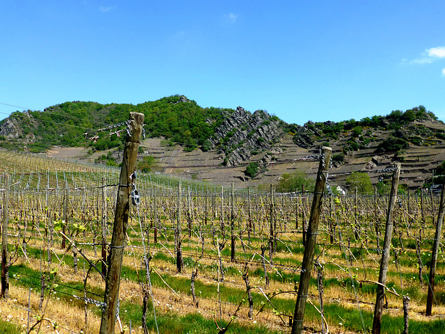 DE - Mayschoß - Weingärten bei Laach