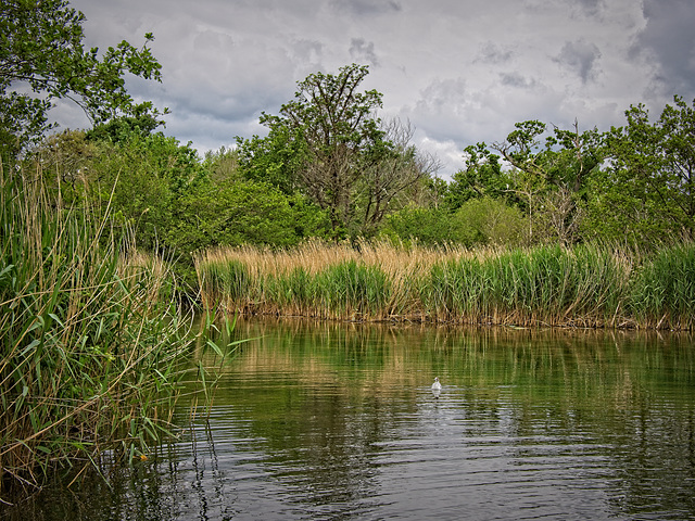 Langstone Mill Pond