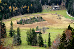 Bauminsel im Moserboden