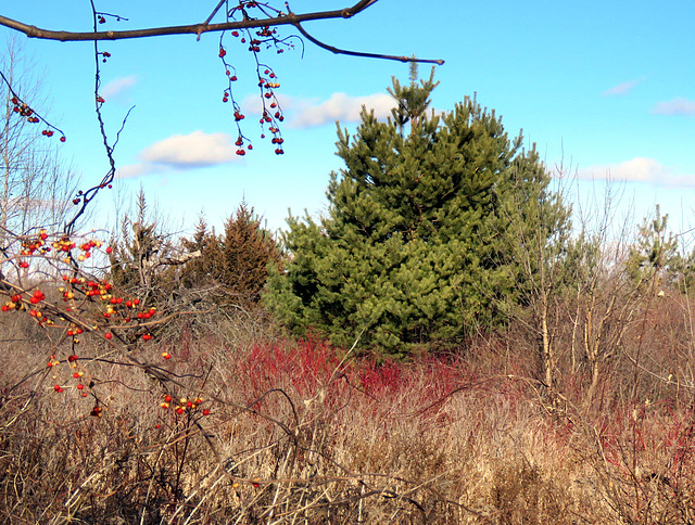 Dogwood in winter