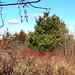 Dogwood in winter