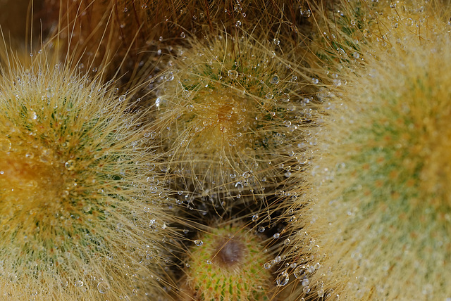 Notocactus leninghausii, Raindrops