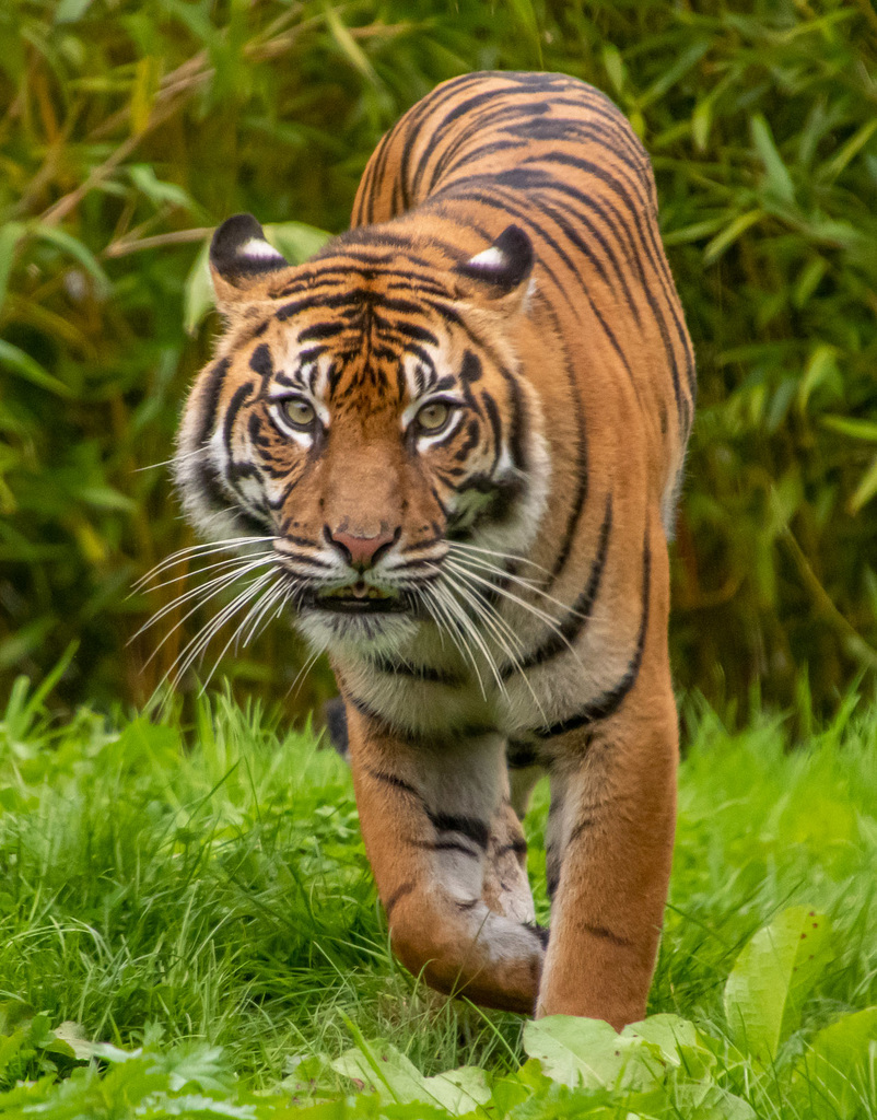 Tigeress