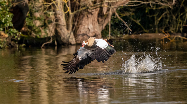 Egyptian goose