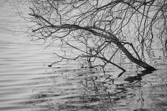 drowned? in B&W