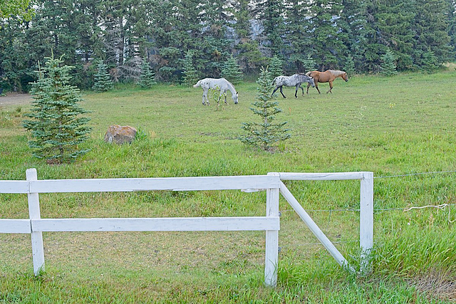 skittish horses skittish horses