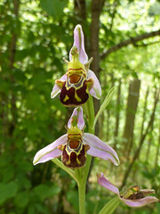 Bee orchids