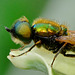 Soldier Fly. Chloromyia formosa